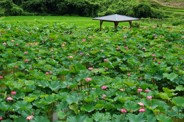 宮地やすらぎの里(はす畑)